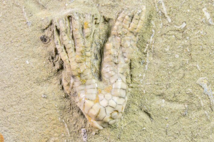 Fossil Crinoid (Sarocrinus) - Crawfordsville, Indiana #157250